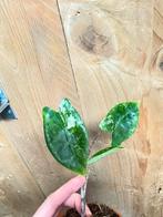 Alocasia zebrina variegata plant albo white wit mint, Huis en Inrichting, Kamerplanten, Ophalen of Verzenden, Halfschaduw, Minder dan 100 cm