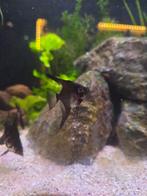 Maanvissen Zwart, jong, Pterophyllum Scalare, Dieren en Toebehoren, Vissen | Aquariumvissen, Vis, Zoetwatervis