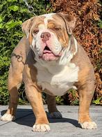 Old english Bulldog choco merle reu, Rabiës (hondsdolheid), Reu, 1 tot 2 jaar, Bulldog