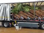 Wintrharde palmbomen nu voor € 1,57 per cm stamhoogte !!!, Tuin en Terras, Planten | Bomen, Ophalen of Verzenden, Palmboom