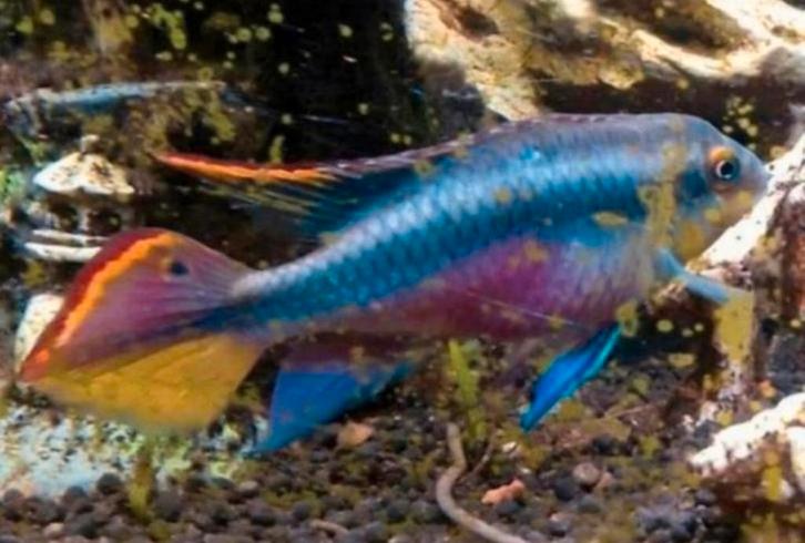 Jonge Pulcher super Red koppels, Dieren en Toebehoren, Vissen | Aquariumvissen, Vis