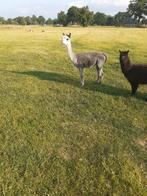 Te koop grijze alpaca merrie, Dieren en Toebehoren, Overige Dieren, Vrouwelijk, Voor 1 juli 2024