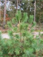 Pinus Nigra Nigra te koop, Oostenrijkse Dennen, Bloeit niet, Overige soorten, 100 tot 250 cm, Ophalen