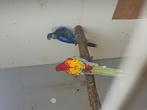 Rosella"s, Dieren en Toebehoren, Meerdere dieren, Parkiet