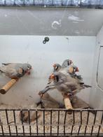 Te koop zebravinken Bleekrug grijs mannen & poppen, Meerdere dieren