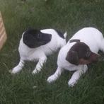 jack russell x patterdaler, Dieren en Toebehoren, Honden | Jack Russells en Terriërs, Jack Russell Terriër, 8 tot 15 weken, Teef