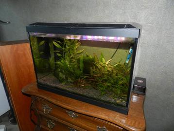 aquarium compleet met toebehoren, vissen en planten beschikbaar voor biedingen