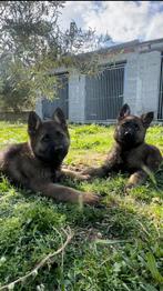 2 teefjes 2 1/2 maand oud  Duitse herders, Particulier, Rabiës (hondsdolheid), Meerdere, 8 tot 15 weken