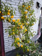 Zeldzame Verse Yuzu Vruchten, Volle zon, Lente, Minder dan 100 cm, Overige soorten