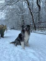 Blue merle Bordercollie x australian Shepherd dekreu, Reu, Parvo, Eén hond, 3 tot 5 jaar