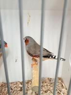 Mooi koppel zebravinken, Meerdere dieren, Tropenvogel