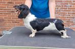 Langhaar dwerg teckel dekreu Piebald., Dieren en Toebehoren, Fokker | Hobbymatig, Rabiës (hondsdolheid), Reu, 1 tot 2 jaar