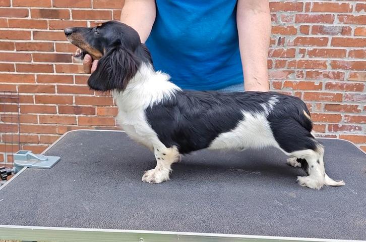 Langhaar dwerg teckel dekreu Piebald., Dieren en Toebehoren, Honden | Dekreuen, Reu, Fokker | Hobbymatig, Eén hond, Buitenland