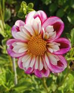 Dahlia Collerette zaden, Tuin en Terras, Bloembollen en Zaden, Ophalen of Verzenden, Voorjaar, Volle zon, Zaad