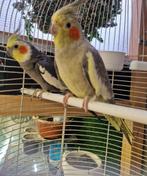 Valkparkieten koppel, Dieren en Toebehoren, Vogels | Parkieten en Papegaaien, Meerdere dieren, Parkiet, Geringd