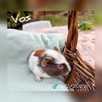 Baby beertje ter adoptie - Vos - beschikbaar vanaf 1/3, Dieren en Toebehoren, Mannelijk, Cavia, Na 1 juli 2024, Tam