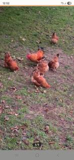 New Hampshire groot 3 of 2 hennen met prachtige fokhaan, Dieren en Toebehoren, Meerdere dieren, Kip