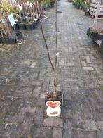 Walnoot boompjes, Tuin en Terras, Planten | Fruitbomen, Ophalen of Verzenden