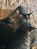 Prachtig nestje!, Dieren en Toebehoren, Katten en Kittens | Overige Katten, Meerdere dieren