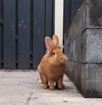 2 lieve tamme voskonijntjes, incl kooi etc., Dieren en Toebehoren, Konijnen, Meerdere dieren, Klein, 0 tot 2 jaar