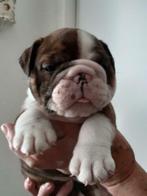 Engelse Bulldog Dekreu, Dieren en Toebehoren, Particulier, Rabiës (hondsdolheid), 3 tot 5 jaar, Reu