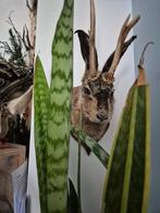 Opgezette  taxidermie, Knert , Jackalope , Fabeldier., Verzamelen, Dierenverzamelingen, Ophalen of Verzenden, Nieuw, Wild dier