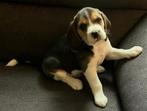 Beagle pups zoeken een baasje, Dieren en Toebehoren, Beagle, Reu, 8 tot 15 weken, Meerdere