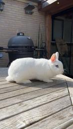 Dwerg Konijntjes te koop, Dieren en Toebehoren, Konijnen, Vrouwelijk, Dwerg, 0 tot 2 jaar