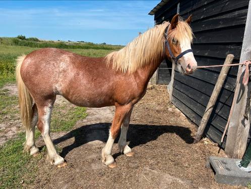 Lieve Vriendelijke Jaarling Merrie te koop, Dieren en Toebehoren, Pony's, Merrie, Onbeleerd, C pony (1.27m tot 1.37m), Recreatiepony