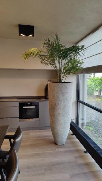 Kunstplant Kentia 
