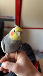 Valk parkiet met kooi en overig voer, Dieren en Toebehoren, Mannelijk, Parkiet, Tam