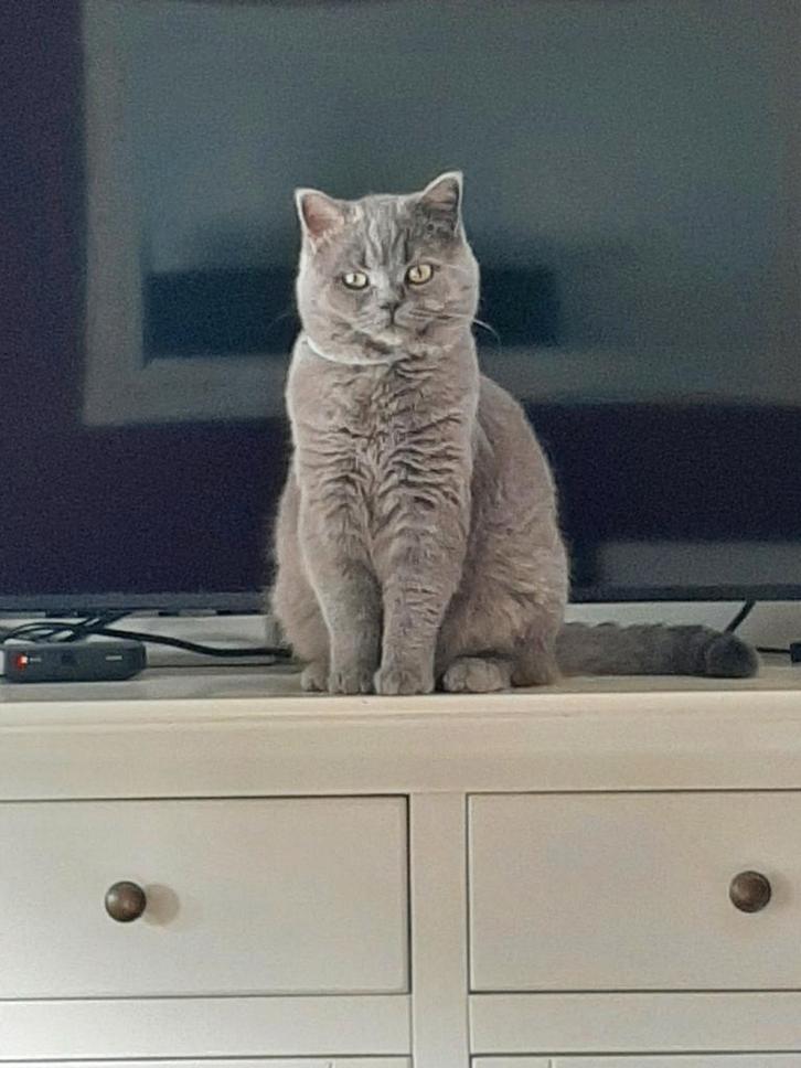 Britse korthaar, Dieren en Toebehoren, Katten en Kittens | Raskatten | Korthaar