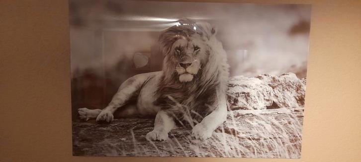 Glazen Schilderij Leeuw - Prachtig Decoratie!, Huis en Inrichting, Woonaccessoires | Schilderijen, Tekeningen en Foto's, Zo goed als nieuw