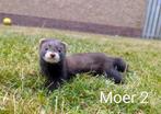 Fretten pups, fret, Dieren en Toebehoren, Mei, Meerdere dieren