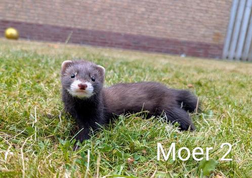 Fretten pups, fret, Dieren en Toebehoren, Overige Dieren, Meerdere dieren, Mei