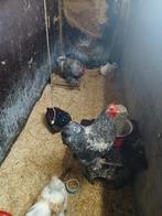 Mooie  cochin kriel  hanen, Dieren en Toebehoren, Pluimvee, Mannelijk, Kip