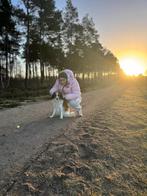 Honden uitlaat aangeboden, Ophalen