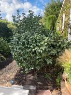 Chinese Roos Struik - Prachtige Camelia, Tuin en Terras, Planten | Tuinplanten, Vaste plant, Halfschaduw, Winter, Ophalen