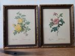 2 antieke schilderijen van Rosa sulfurea, Antiek en Kunst, Ophalen of Verzenden