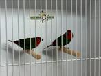Roodkop papegaaiamadine - Erythrura psittacea, Meerdere dieren, Tropenvogel