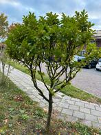 Laurier Boompje - Zelf Uitgraven!, Tuin en Terras, Planten | Bomen, Volle zon, Bloeit niet, 100 tot 250 cm, Overige soorten