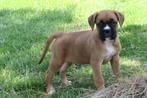 Prachtige Boxer pups, Nederland, CDV (hondenziekte), 8 tot 15 weken, Meerdere