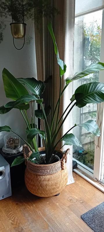 Strelitzia Nicolai (Paradijsvogelplant) beschikbaar voor biedingen