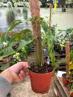 Zeldzame Monstera Tarapoa met mosstok - 15 cm pot, Huis en Inrichting, Kamerplanten, Overige soorten, In pot, Minder dan 100 cm