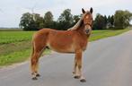 Stoere D pony, Dieren en Toebehoren, Pony's, Ruin, Zadelmak, D pony (1.37m tot 1.48m), 3 tot 6 jaar