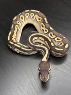 koningspythons, Slang, Tam, 0 tot 2 jaar