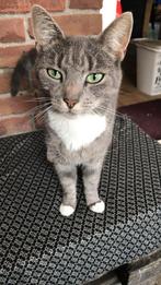 Kat, Dieren en Toebehoren, Katten en Kittens | Raskatten | Korthaar, Poes, Gechipt, 6 jaar of ouder