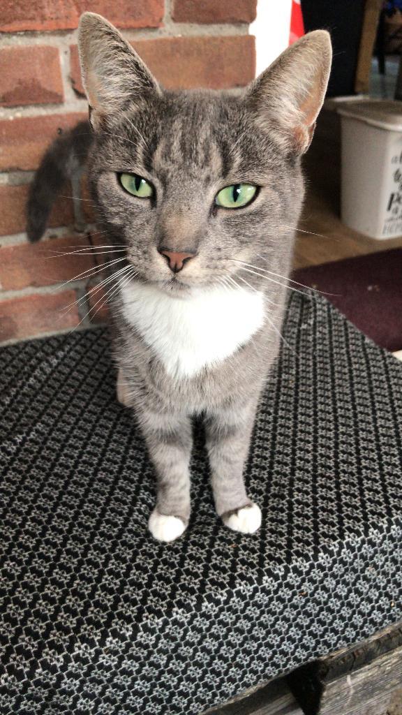 Kat, Dieren en Toebehoren, Katten en Kittens | Raskatten | Korthaar, Poes, 6 jaar of ouder, Gechipt, Ontwormd, Ingeënt