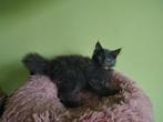 Maine coon kittens blue met stamboom, Dieren en Toebehoren, Katten en Kittens | Raskatten | Langhaar, Meerdere dieren, Gechipt