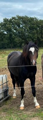 Super mooie  C pony welsh B gefokt, Dieren en Toebehoren, Pony's, Ruin, C pony (1.27m tot 1.37m), 3 tot 6 jaar